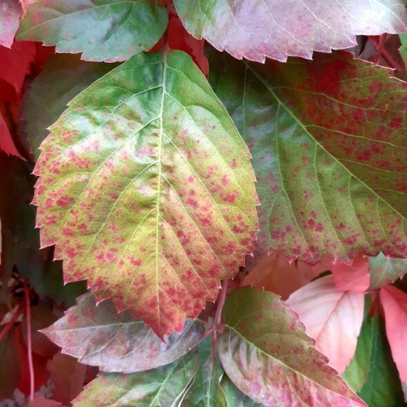 constellations chamaniques feuilles automne